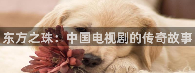yy4480青苹果在线观看免